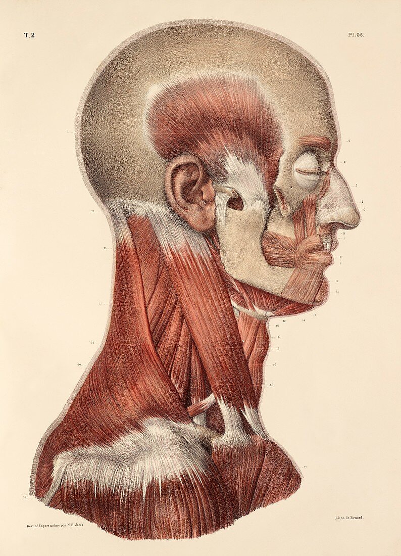 Head and neck muscles,1831 artwork