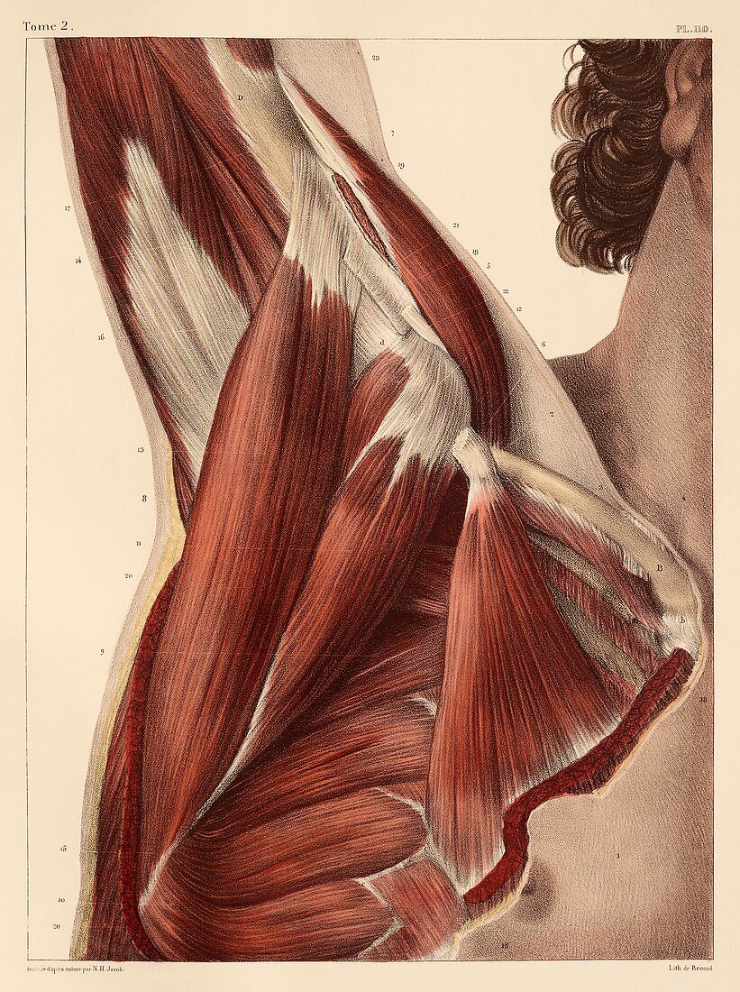 Armpit muscles,1831 artwork