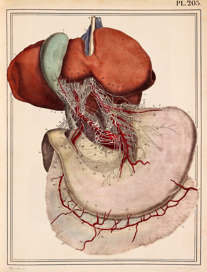 Liver and stomach nerves,1825 artwork