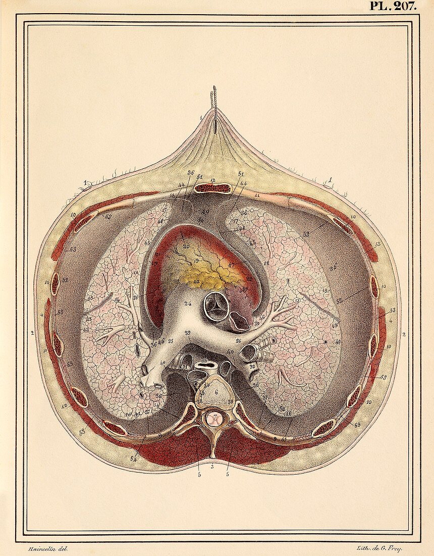 Heart-lung anatomy,1825 artwork
