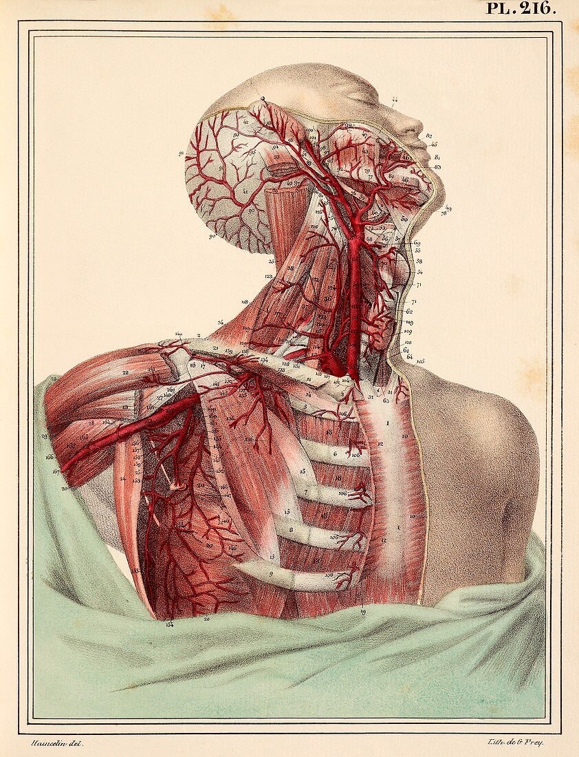 Neck and shoulder arteries,1825 artwork