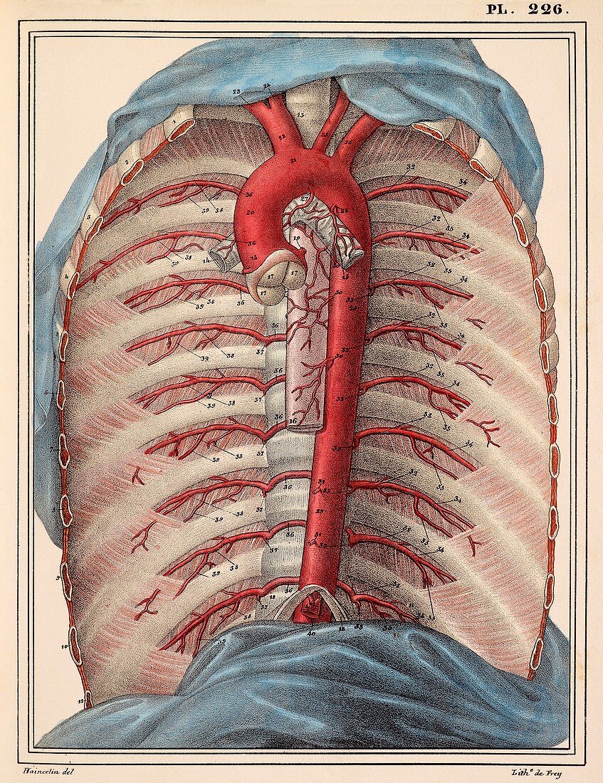 Thoracic aorta,1825 artwork