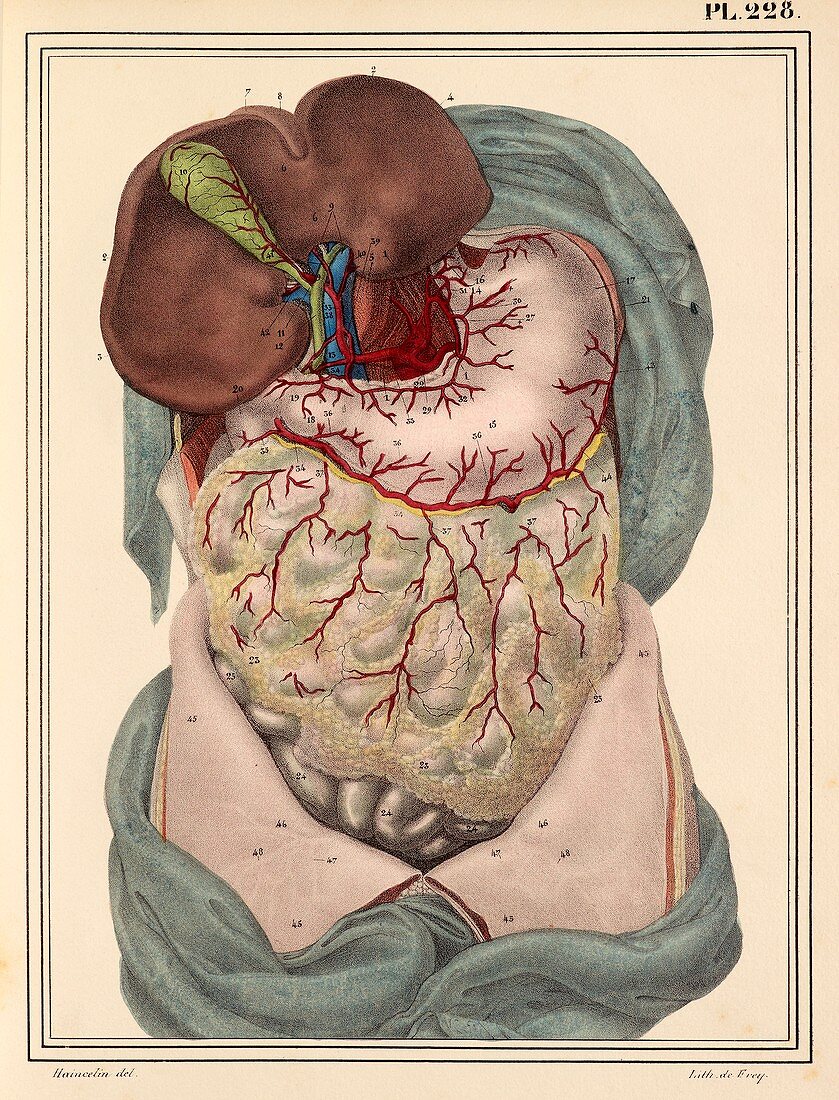 Liver and stomach arteries,1825 artwork