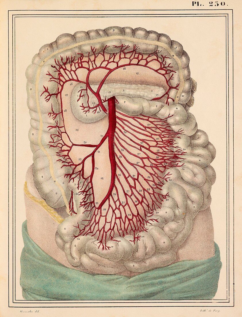 Intestinal arteries,1825 artwork