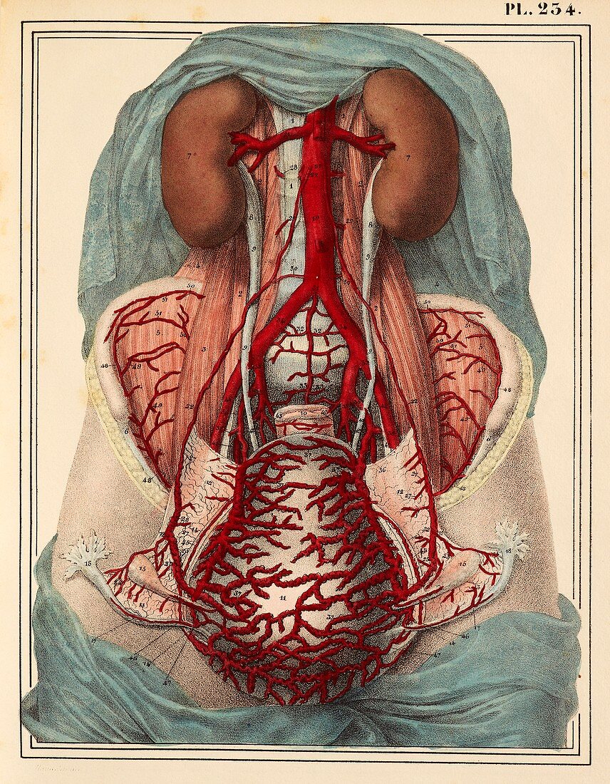 Uterine arteries,1825 artwork