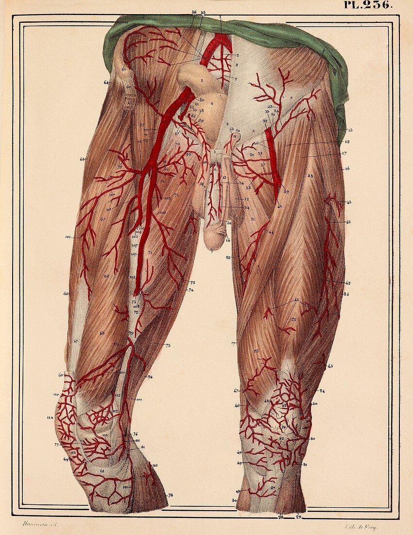 Arteries of the thigh,1825 artwork