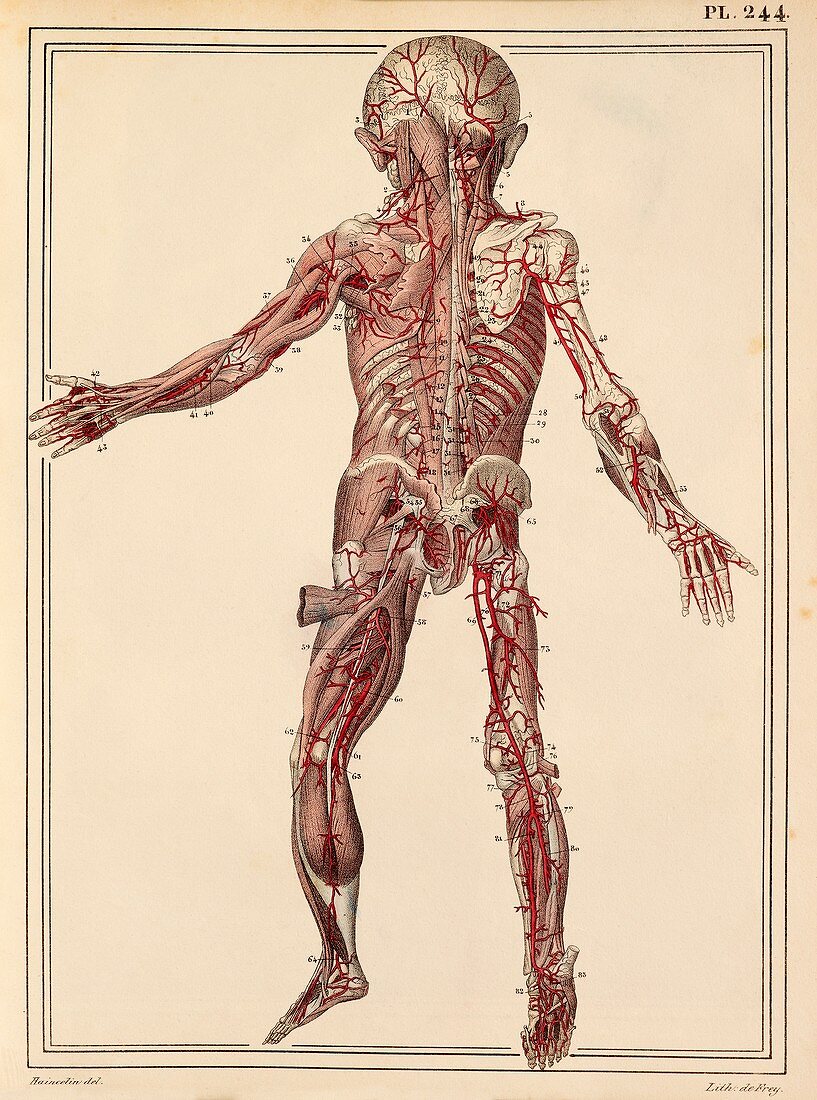 Child's arteries,1825 artwork