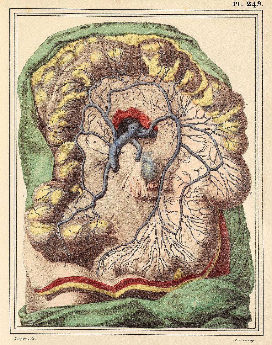 Intestinal veins,1825 artwork