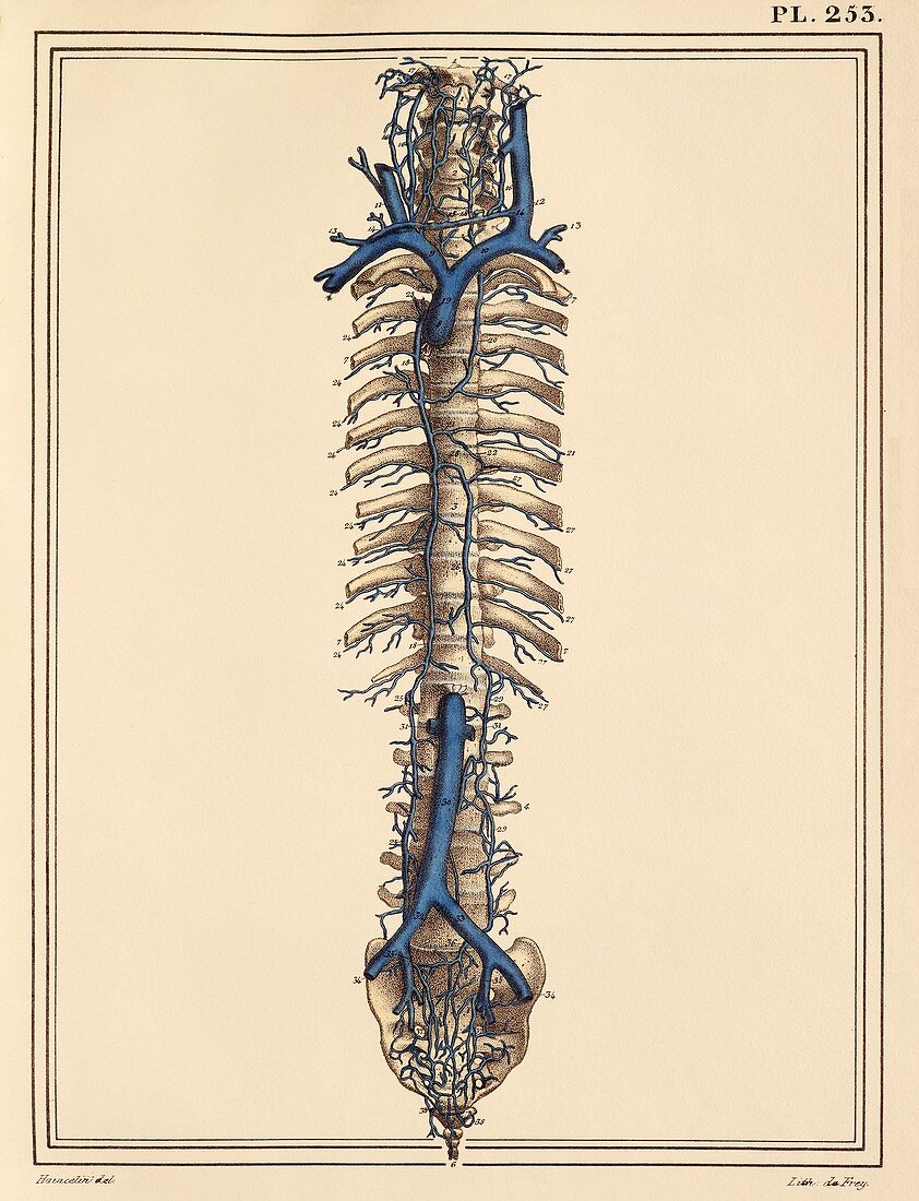 Vena cavae veins,1825 artwork