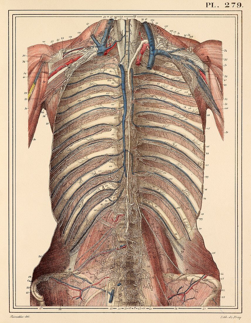 Chest lymph vessels,1825 artwork