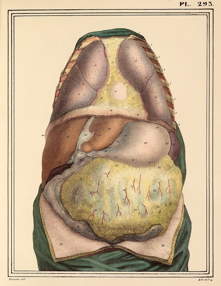 Internal body organs,1825 artwork