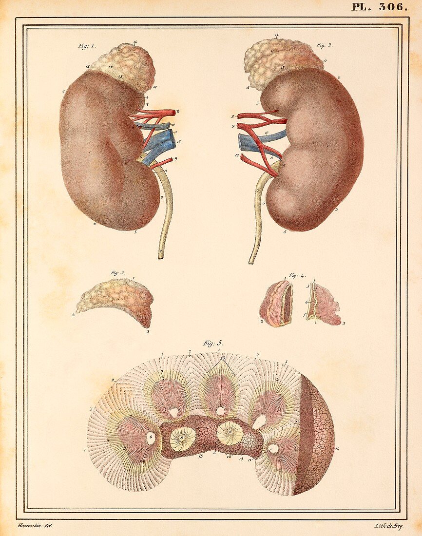 Kidney anatomy,1825 artwork