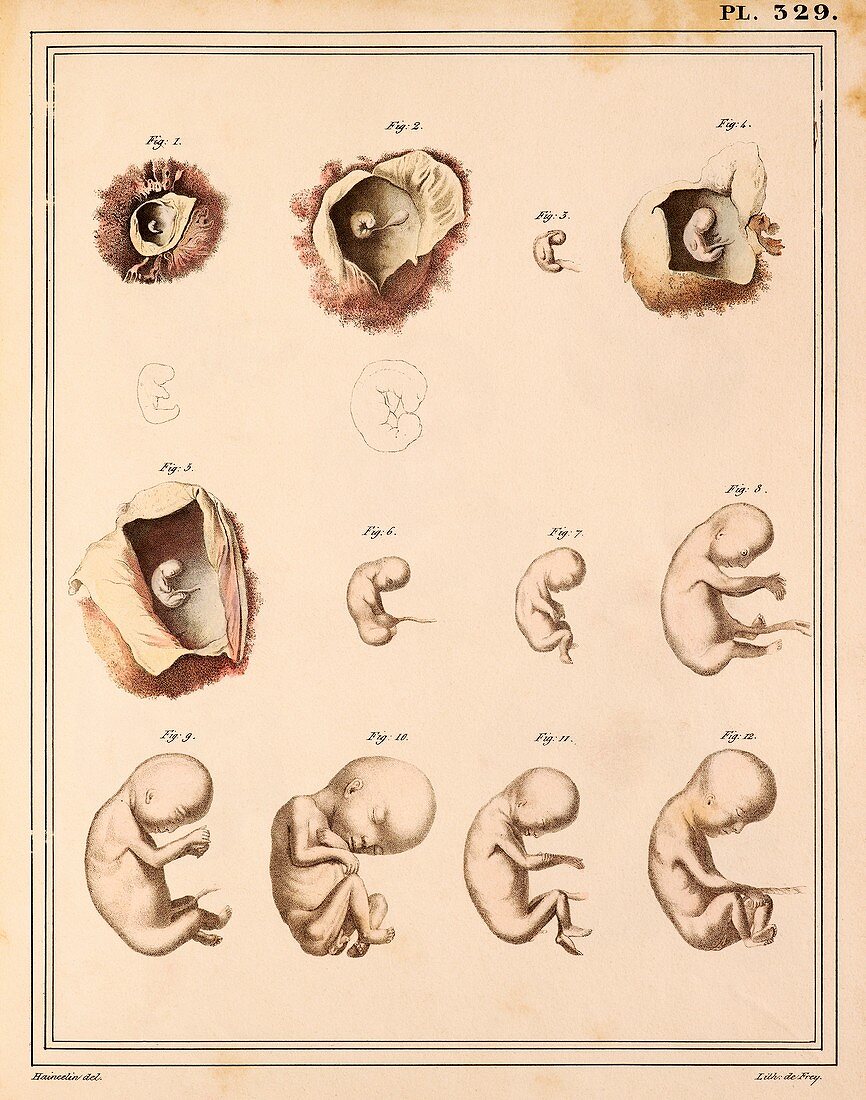 Foetal development stages,1825 artwork