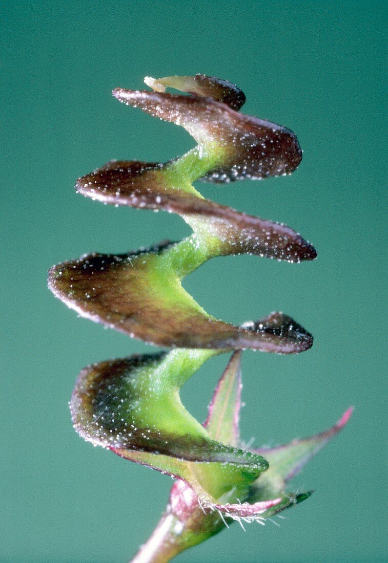 Button clover (Medicago orbicularis)