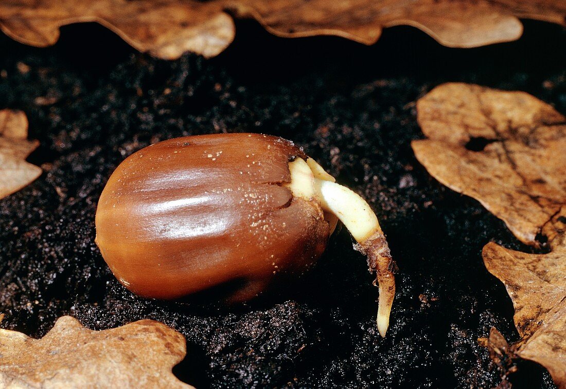 Oak (Quercus robur) acorn germinating