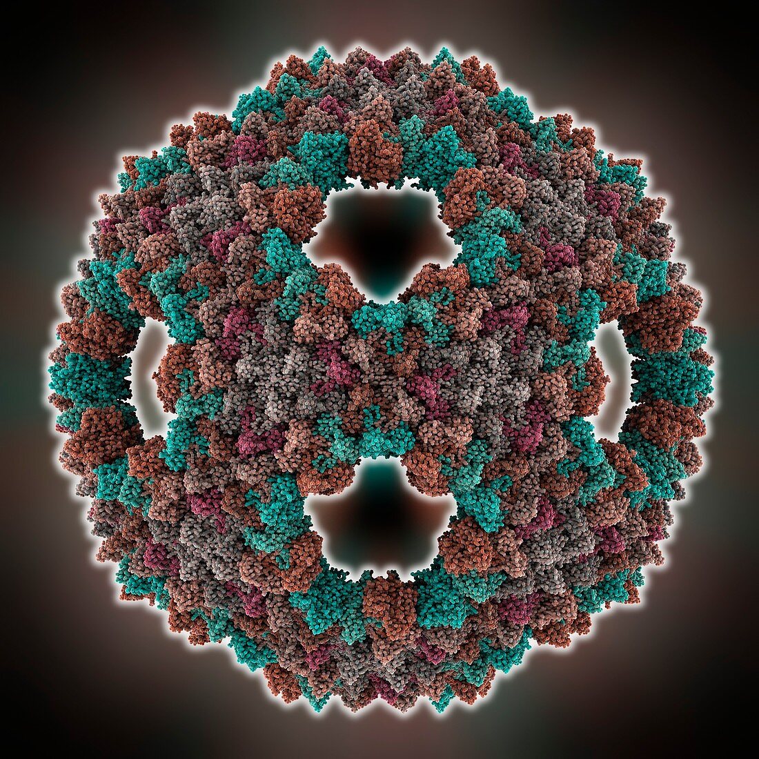 Bacteriophage capsid protein shell