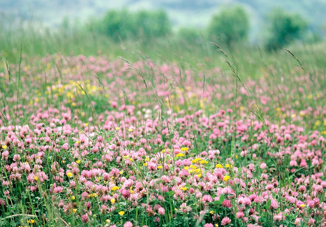 Field of clover (Trifolium sp.)