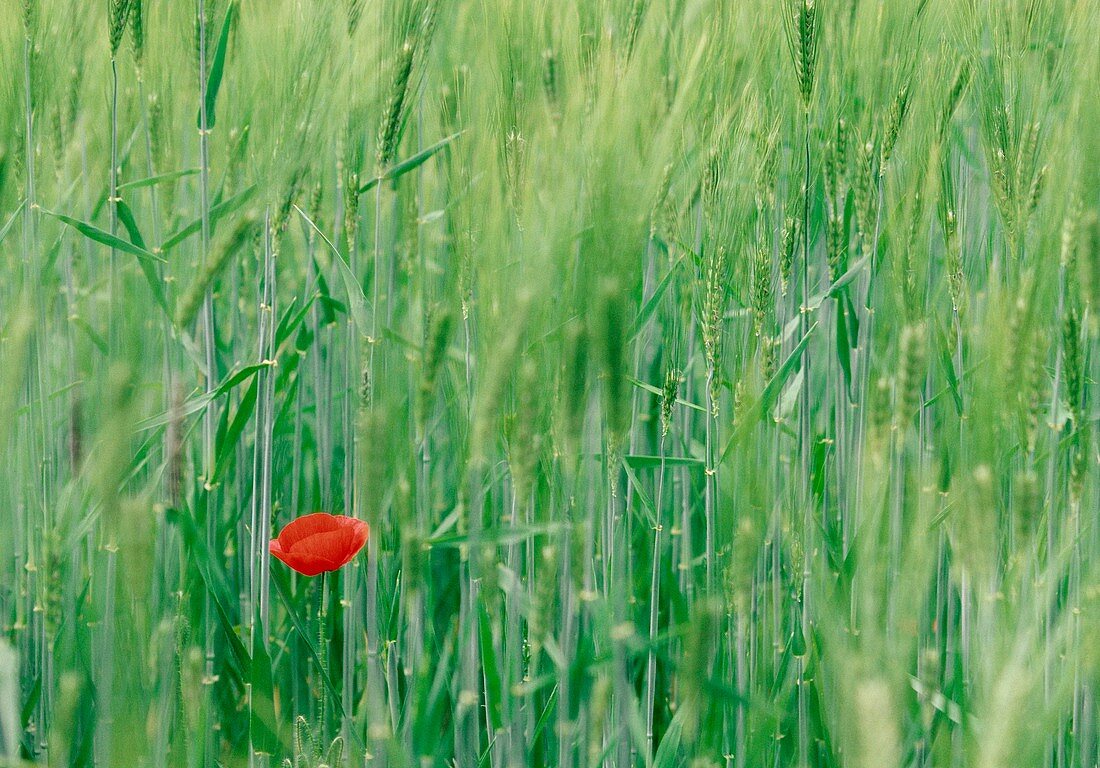 Poppy (Papaver sp.) in a wheat field