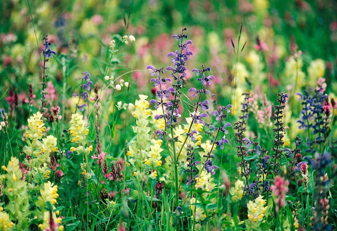 Wild flower meadow