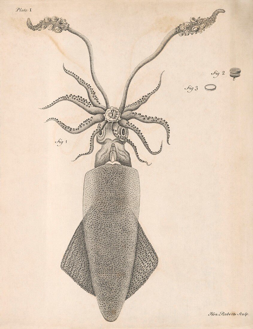 Squid,18th Century artwork
