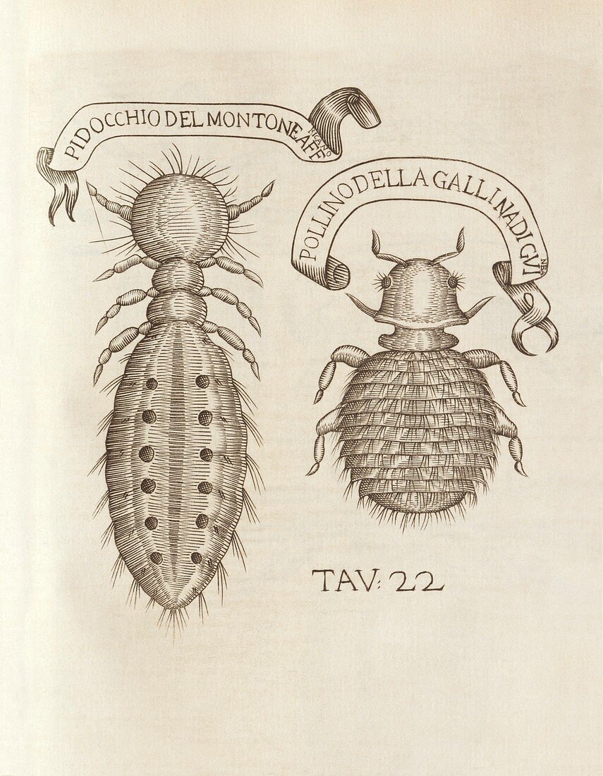 Ticks,17th Century artwork
