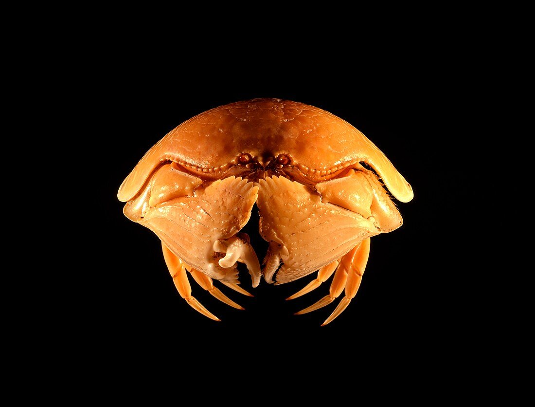 Shame-faced crab