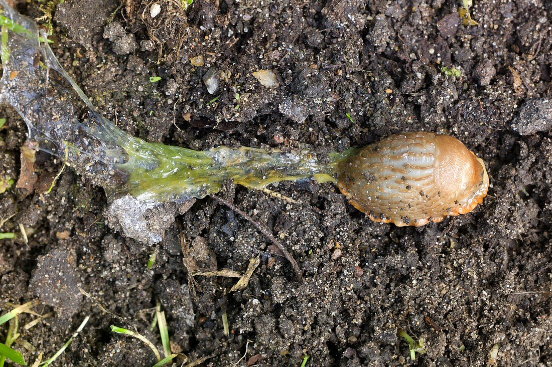 Slug poisoned by metaldehyde