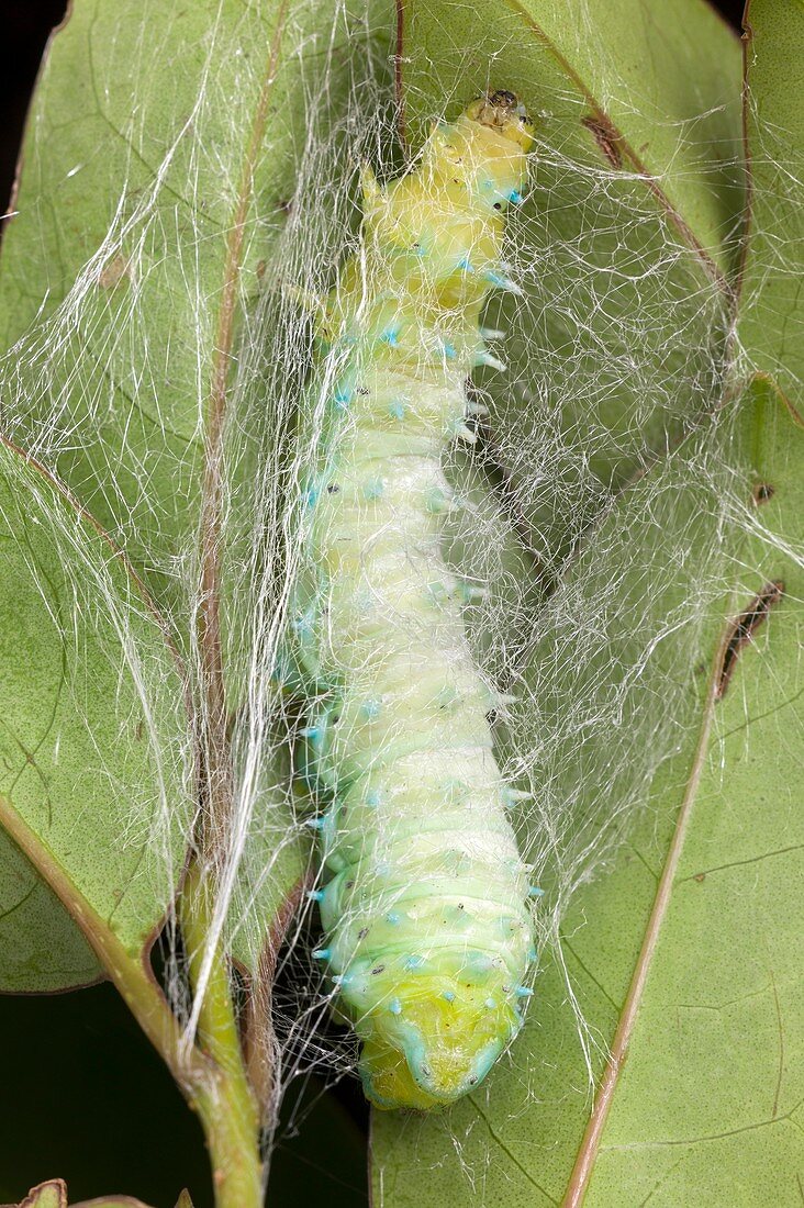 Silkmoth larva spinning a cocoon