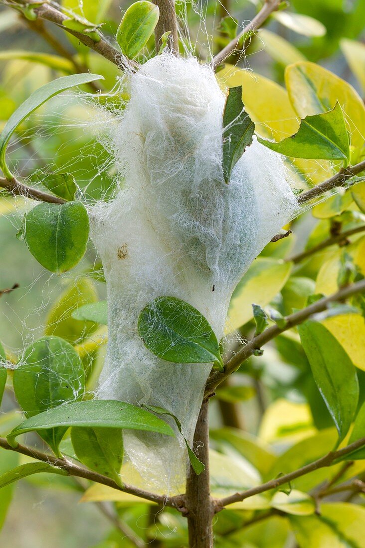 Cocoons of Chinese slikmoth