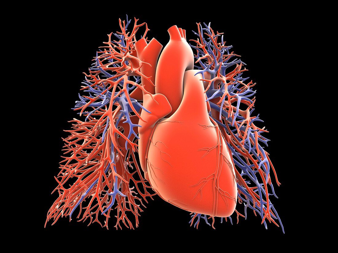 Heart-lung circulatory system,artwork