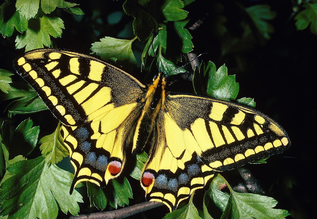 Common yellow swallowtail butterfly