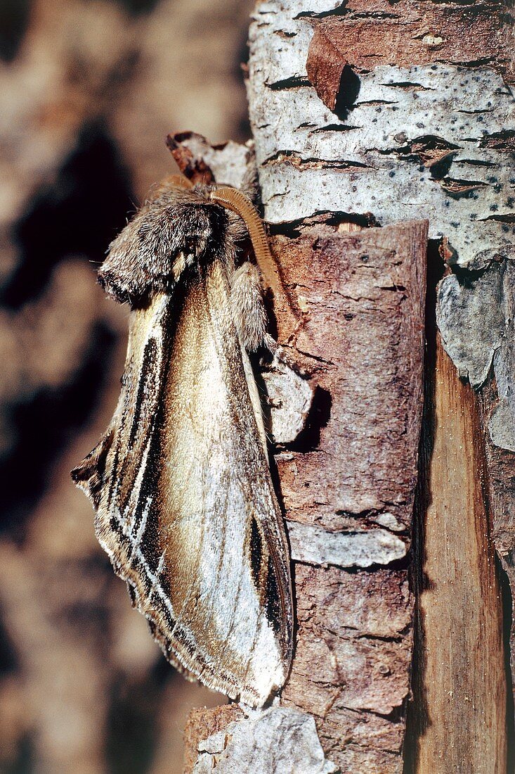 Camouflaged swallow prominent moth
