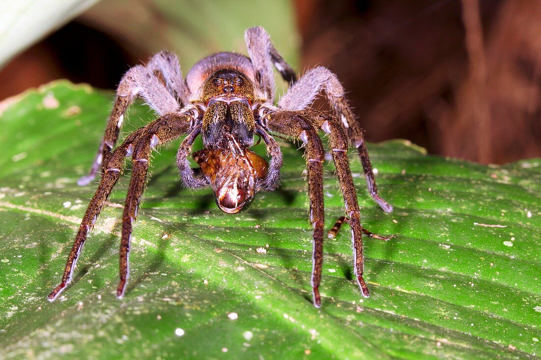 Wandering spider feeding on a cockroach