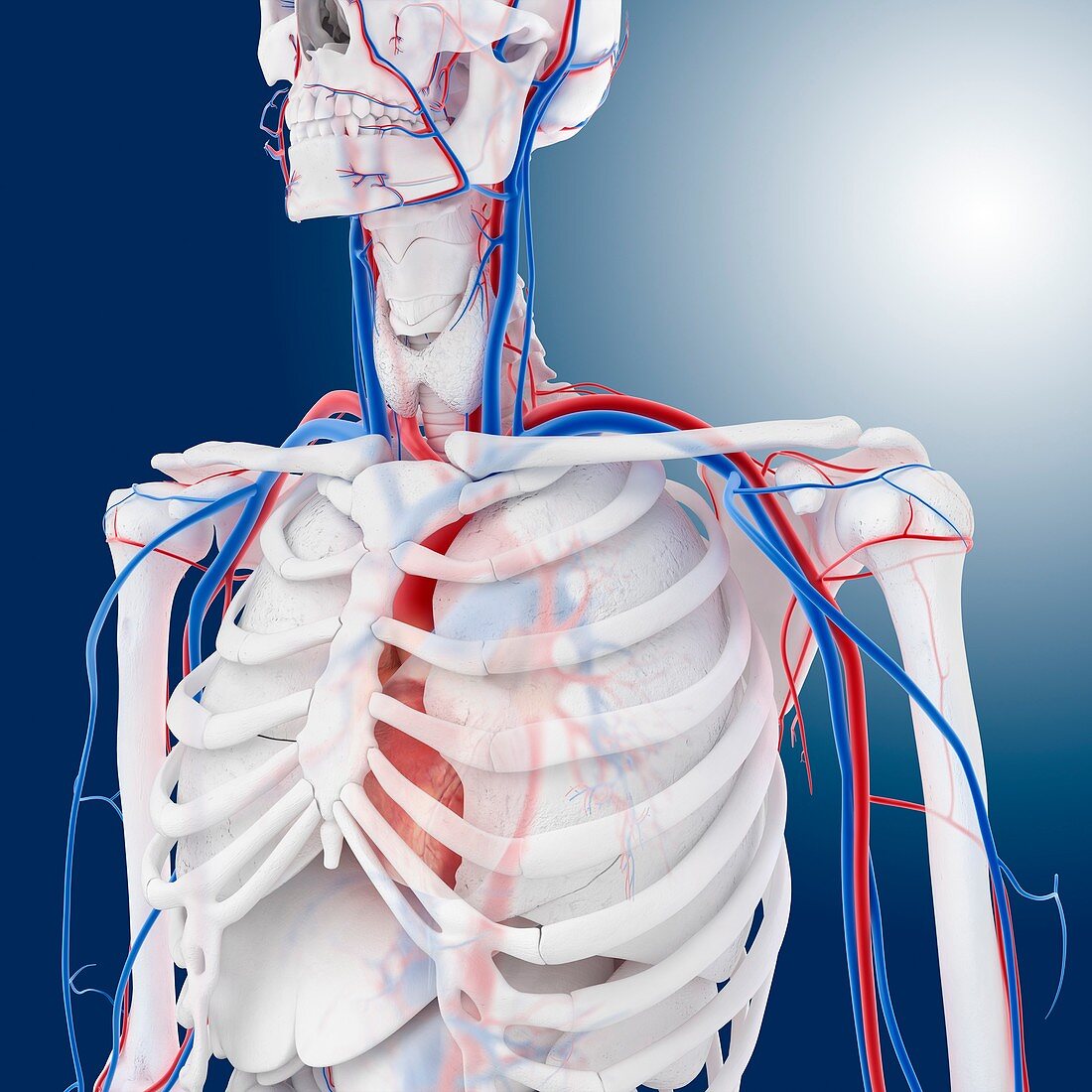 Cardiovascular system,artwork