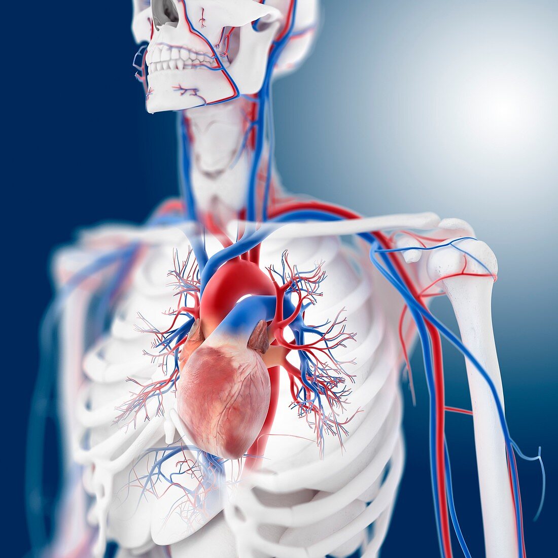 Cardiovascular system,artwork