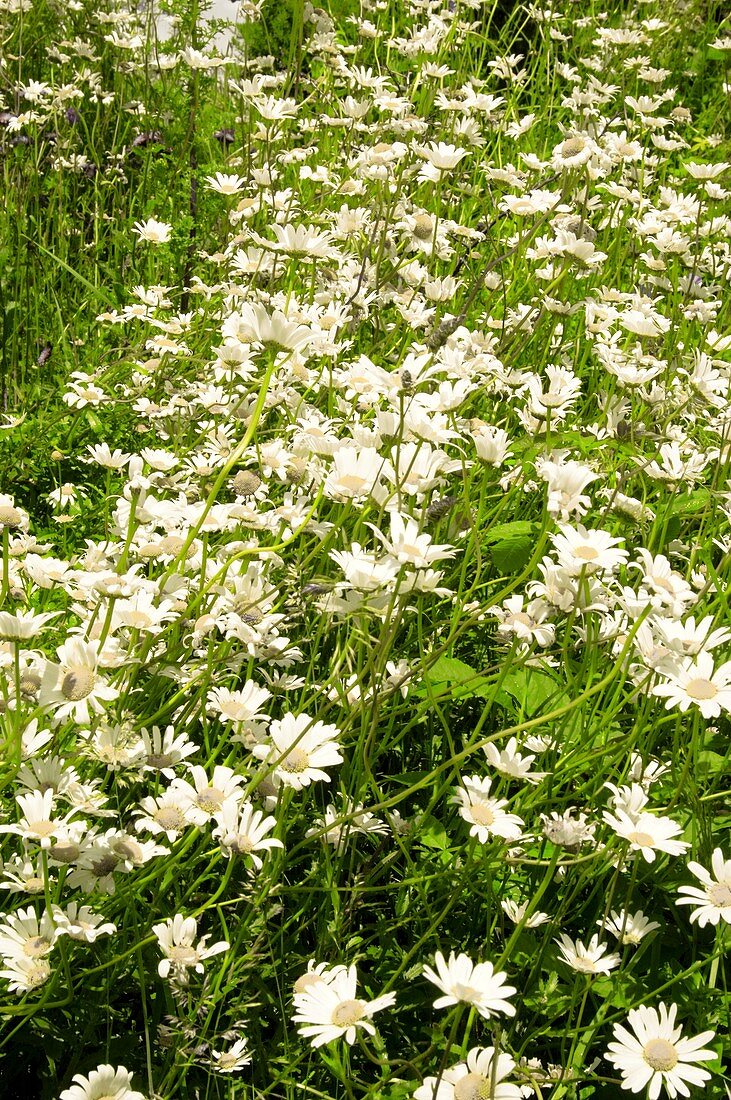 Oxeye Daisy (Leucanthemum vulgare)