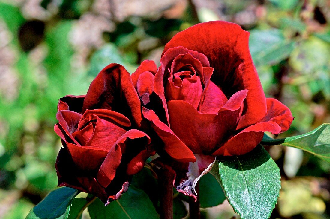 Rose (Rosa 'Botero')