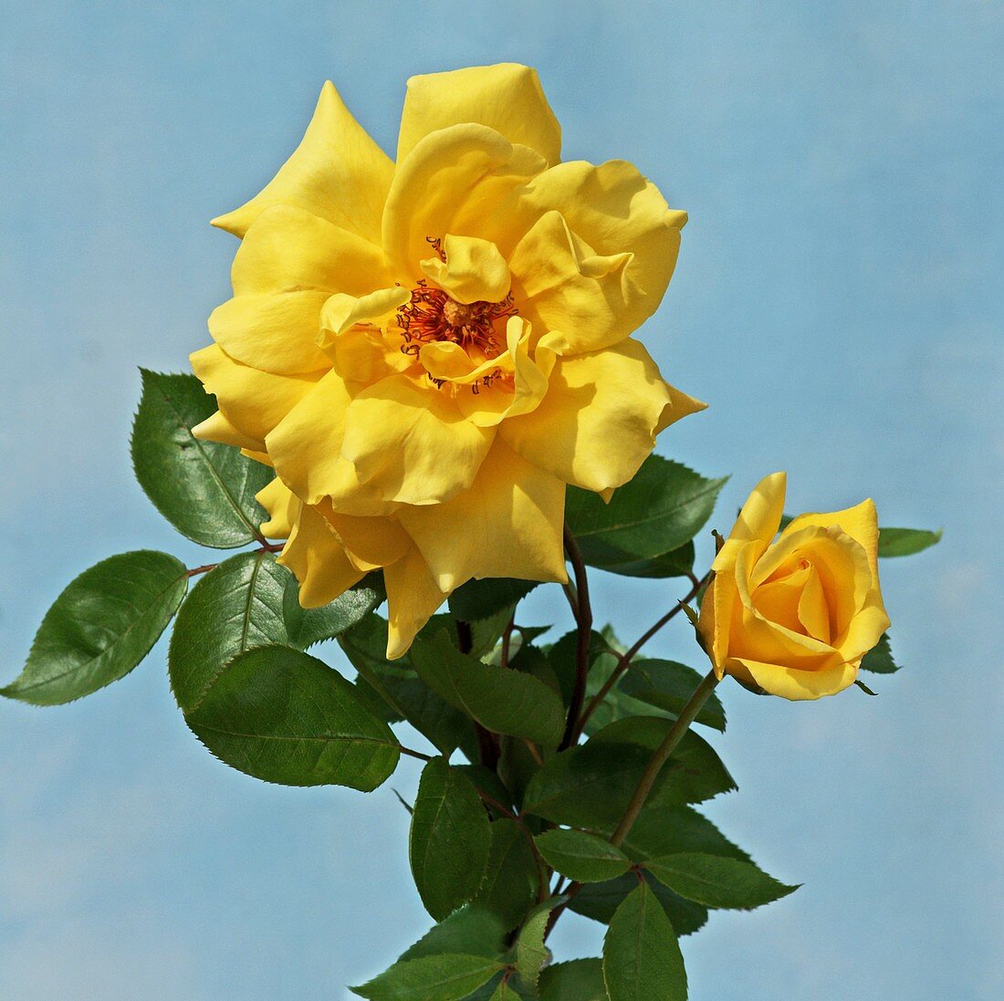 Rose (Rosa 'Casanova')