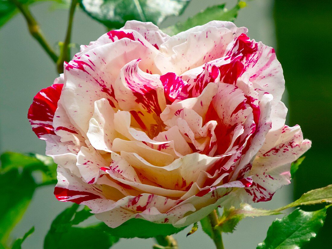 Rose (Rosa 'Scentimental')