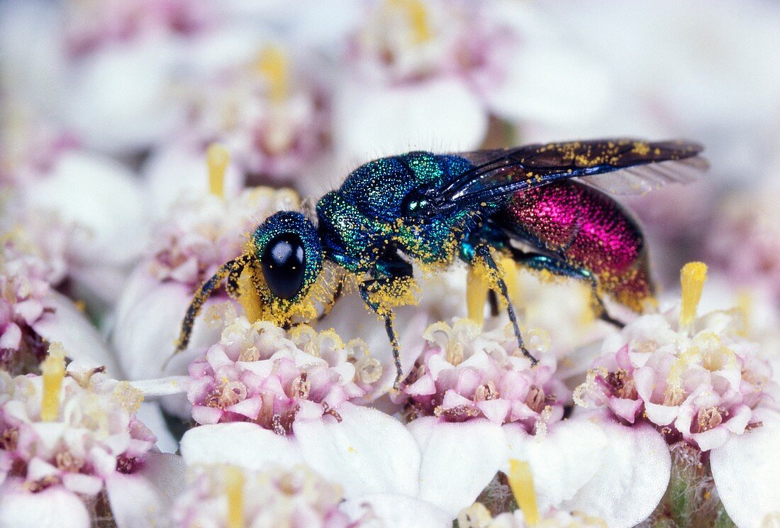 Fire cuckoo wasp