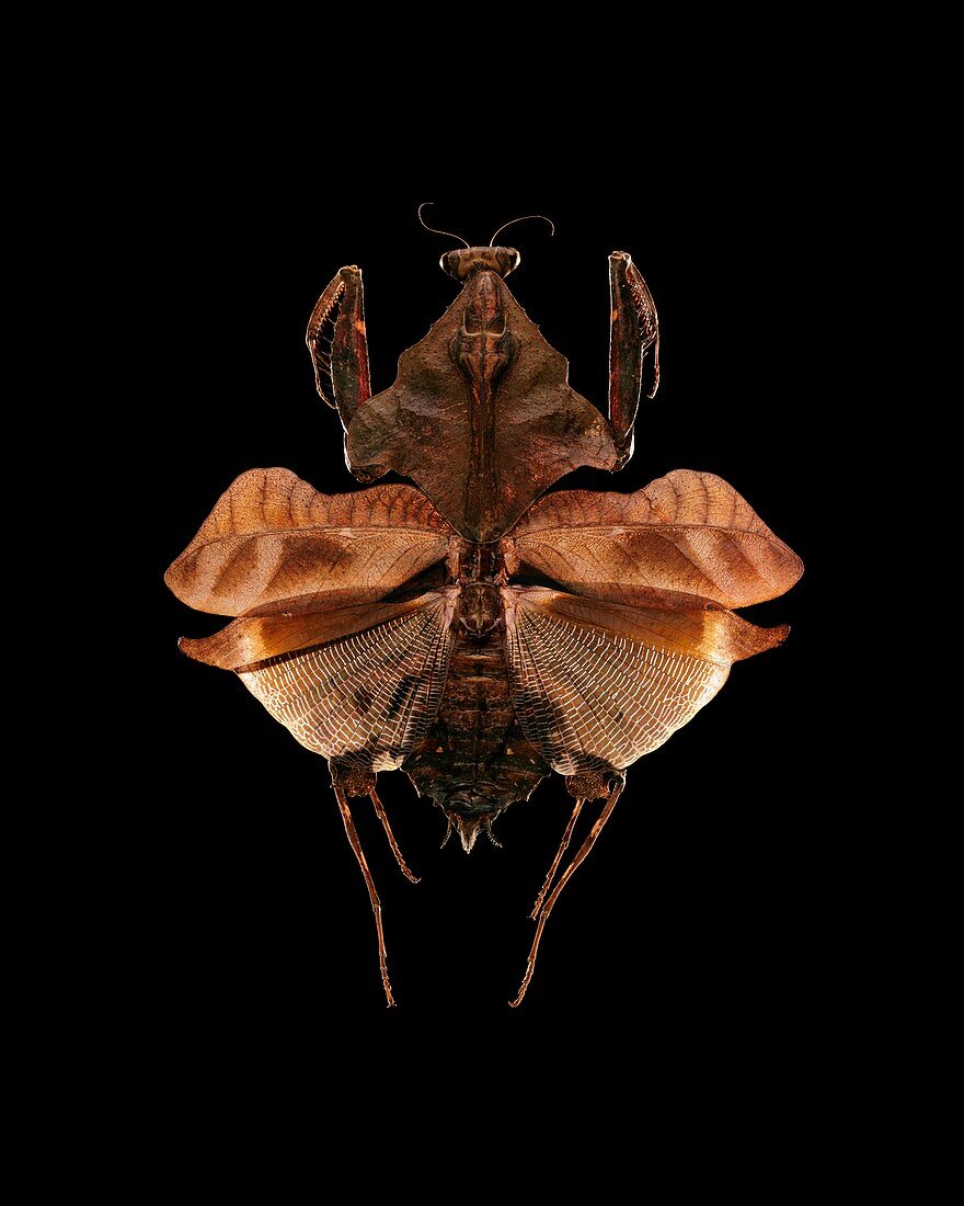 Malaysian dead leaf mantis
