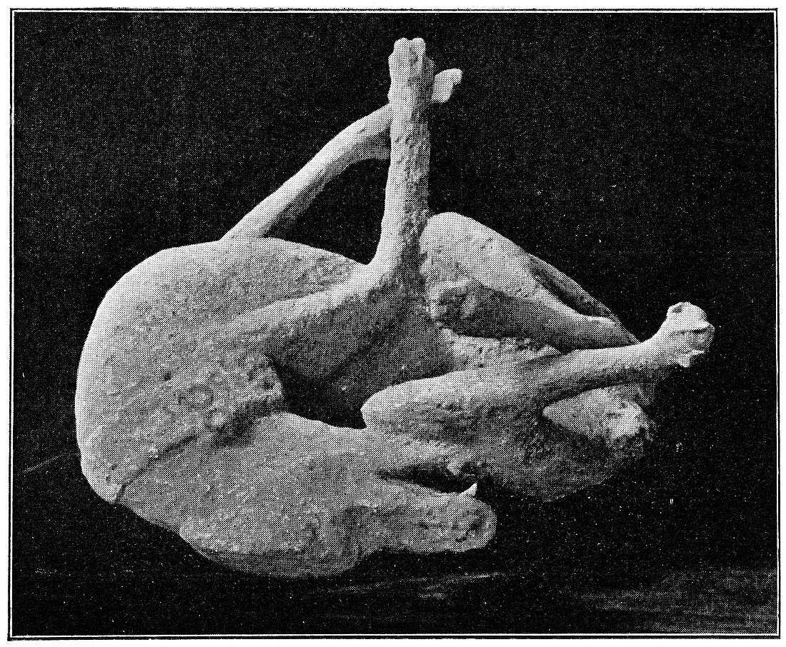 Plaster cast of dog from Pompeii,artwork