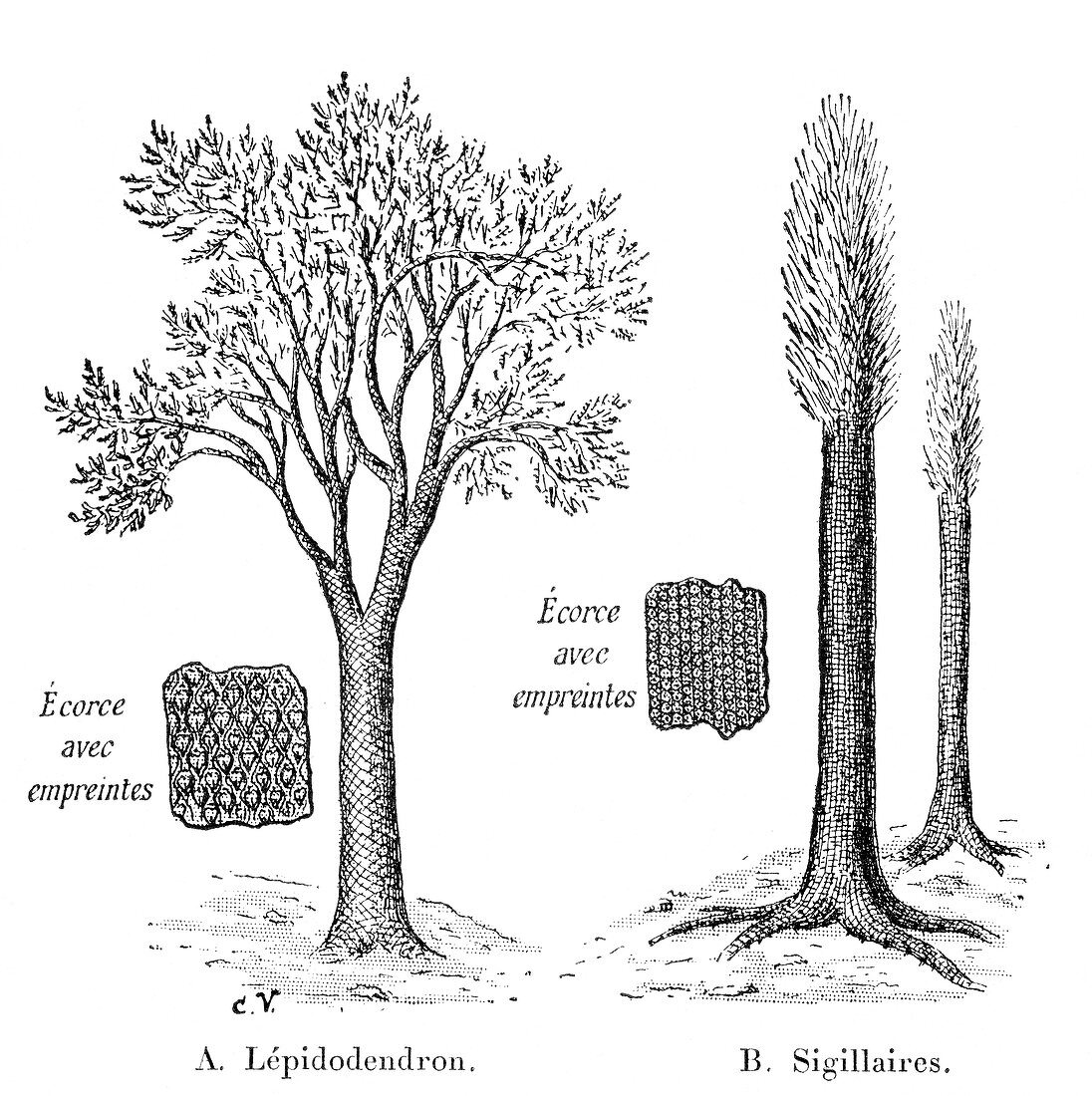 Lycopod prehistoric plants,artwork
