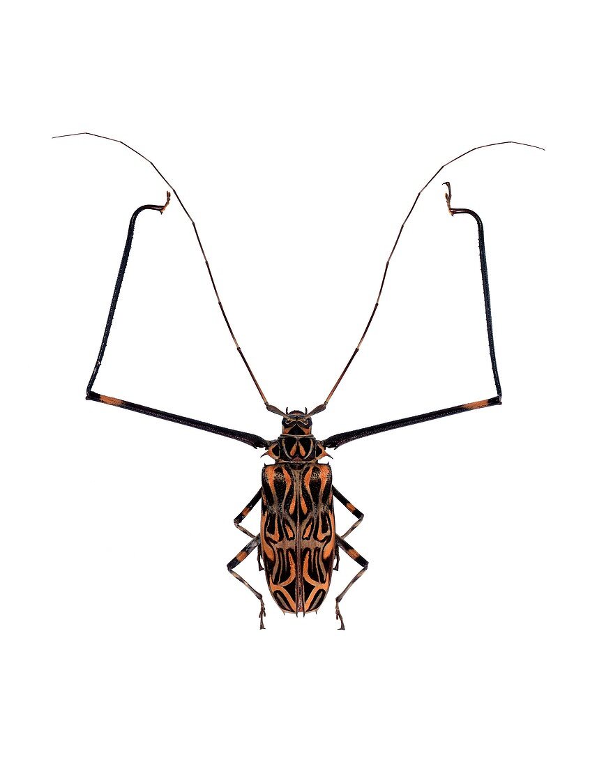 Harlequin beetle