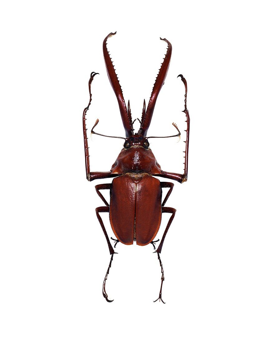 Darwin's beetle