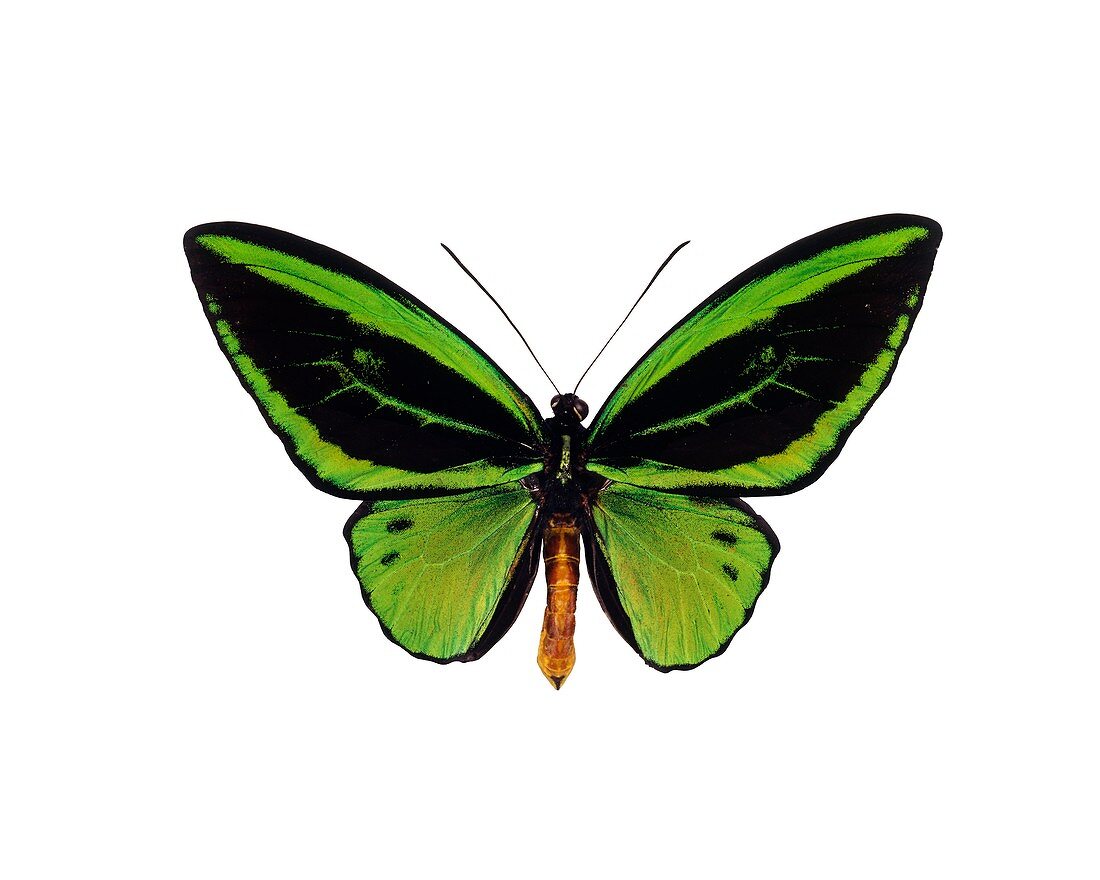 Common green birdwing
