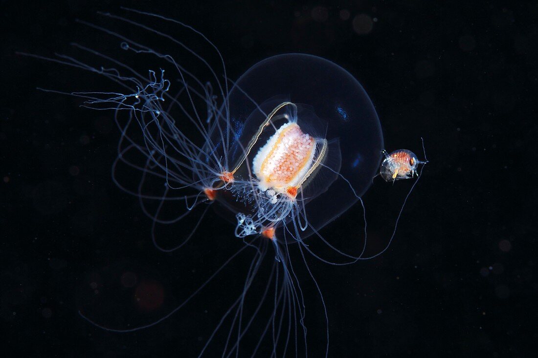 Hydrozoan and parasitic amphipod