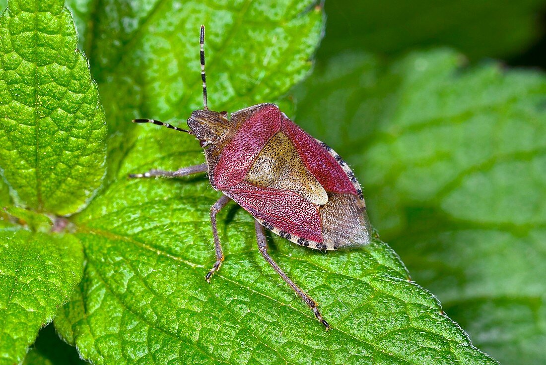 Sloe bug on a leaf