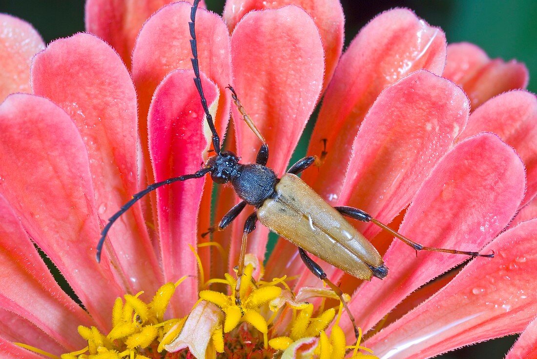 Longhorn beetle on a flower