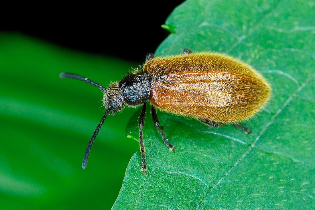 Darkling beetle on a leaf